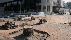 Posečena stabla